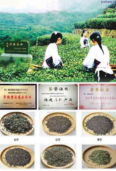 象塘茶世家的茶叶价格：探究名茶背后的精致工艺与品质保障