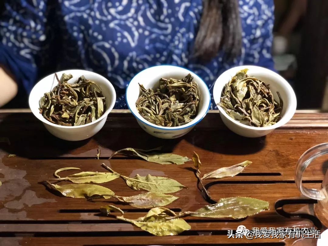 普洱茶闷茶的含义、作用与正确泡法：一篇全面解析