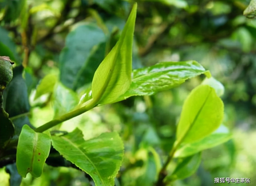 新探索耐泡程度高的普洱茶茶区：哪一片叶子最令人难忘？