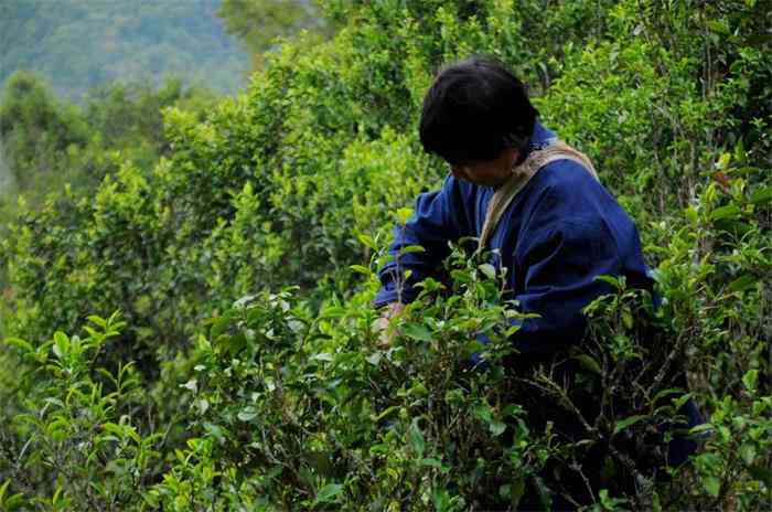 普洱茶采摘技巧：如何选取更优质的叶子？