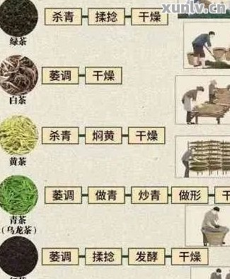 磨烈普洱茶生茶品质与档次的全面解析：从原料到制作工艺全方位揭秘