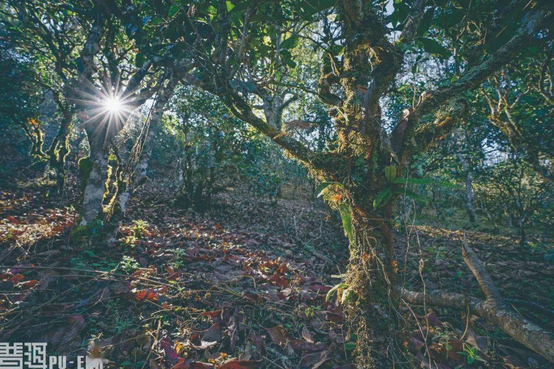 普洱茶各茶区的特点：云南大叶种群落多样性与土条件的关系研究