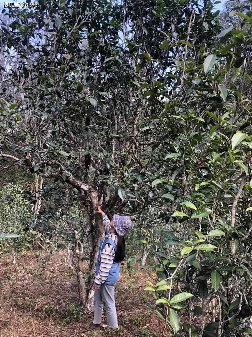 普洱茶哪个地方最甜