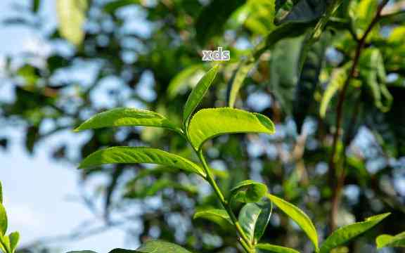 古树普洱茶的香味和口感特征：深入品鉴与感受