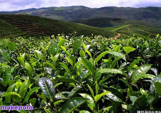 云南西双版纳普洱茶园-云南西双版纳普洱茶园简介