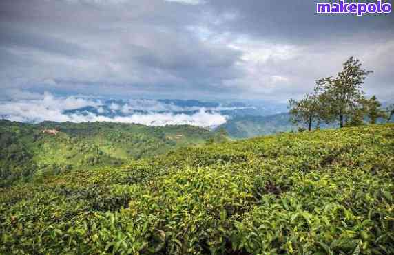 云南西双版纳普洱茶园-云南西双版纳普洱茶园简介