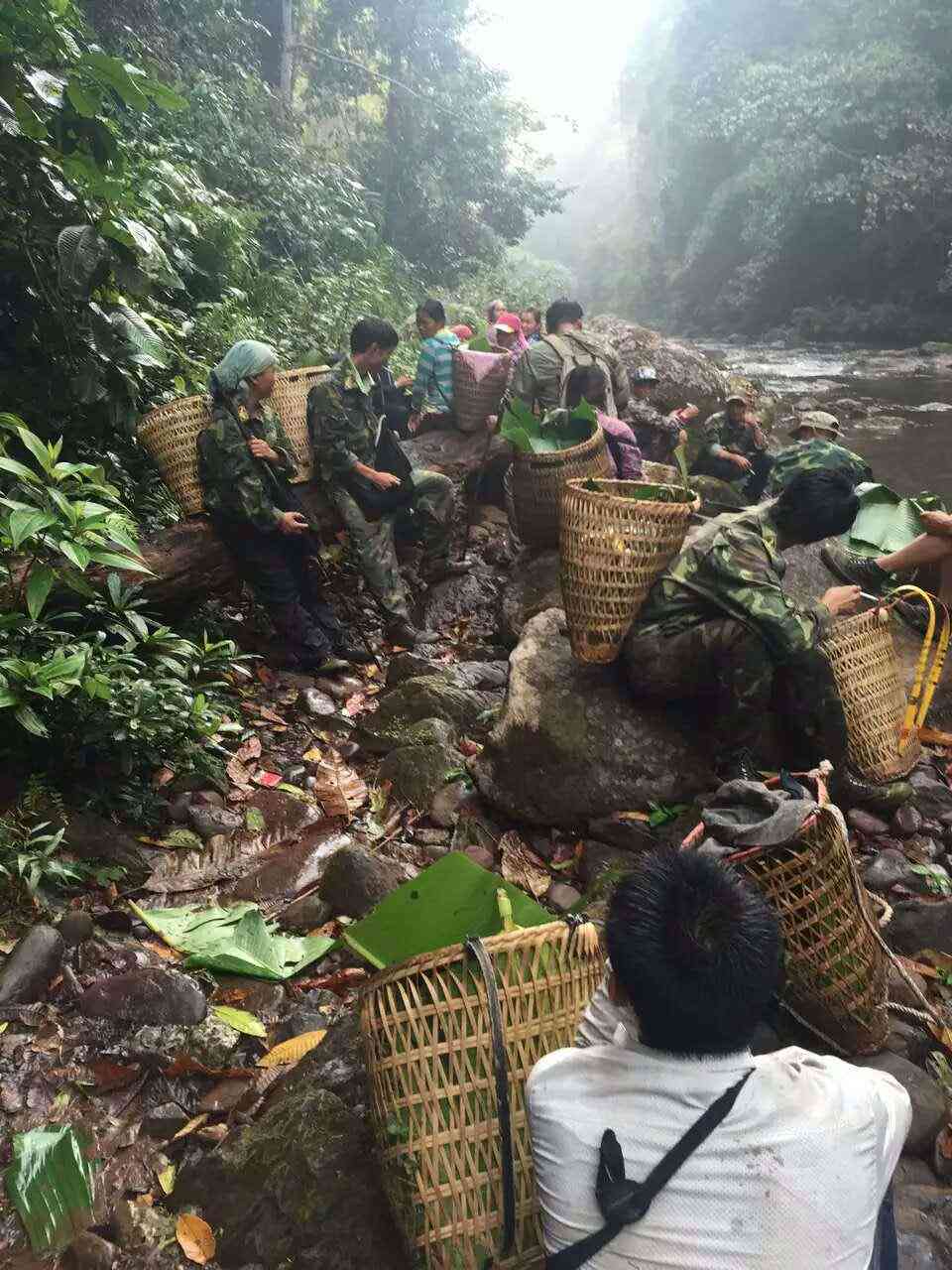 云南西双版纳普洱茶园-云南西双版纳普洱茶园简介