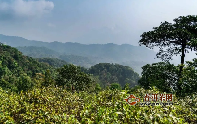 深山古树18年陈普洱茶：一独特的山间茶事