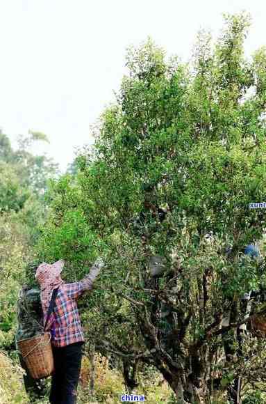 深山古树18年陈普洱茶：一独特的山间茶事