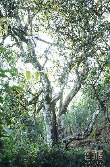 普洱茶叶小叶：茶类解析与叶子特征