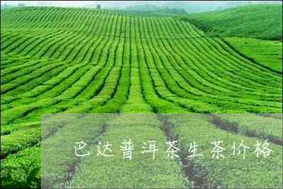 巴达普洱茶生茶19年好喝吗？多少钱？怎么样？