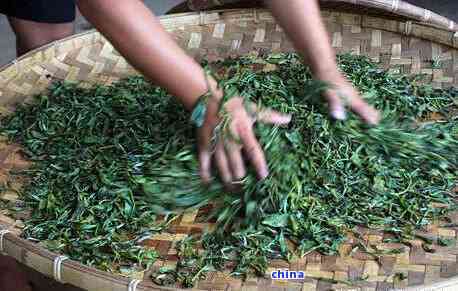 普洱茶采茶制茶的全过程