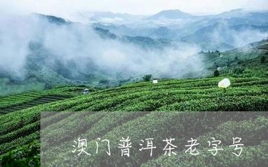 老普洱茶是什么茶叶