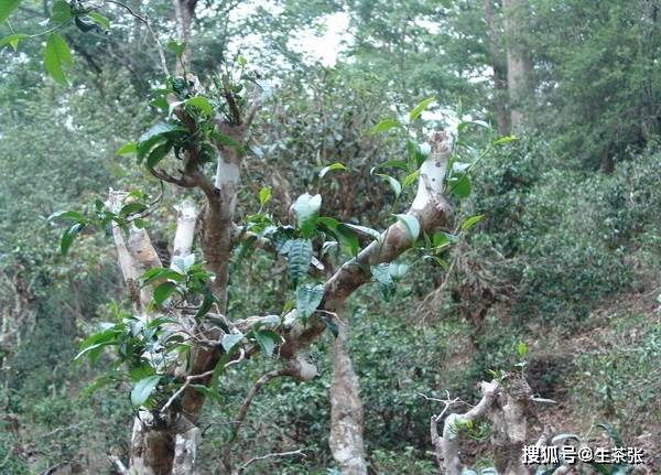 探究茶梗多的普洱茶为何具有甜味，以及它对茶叶品质和口感的影响