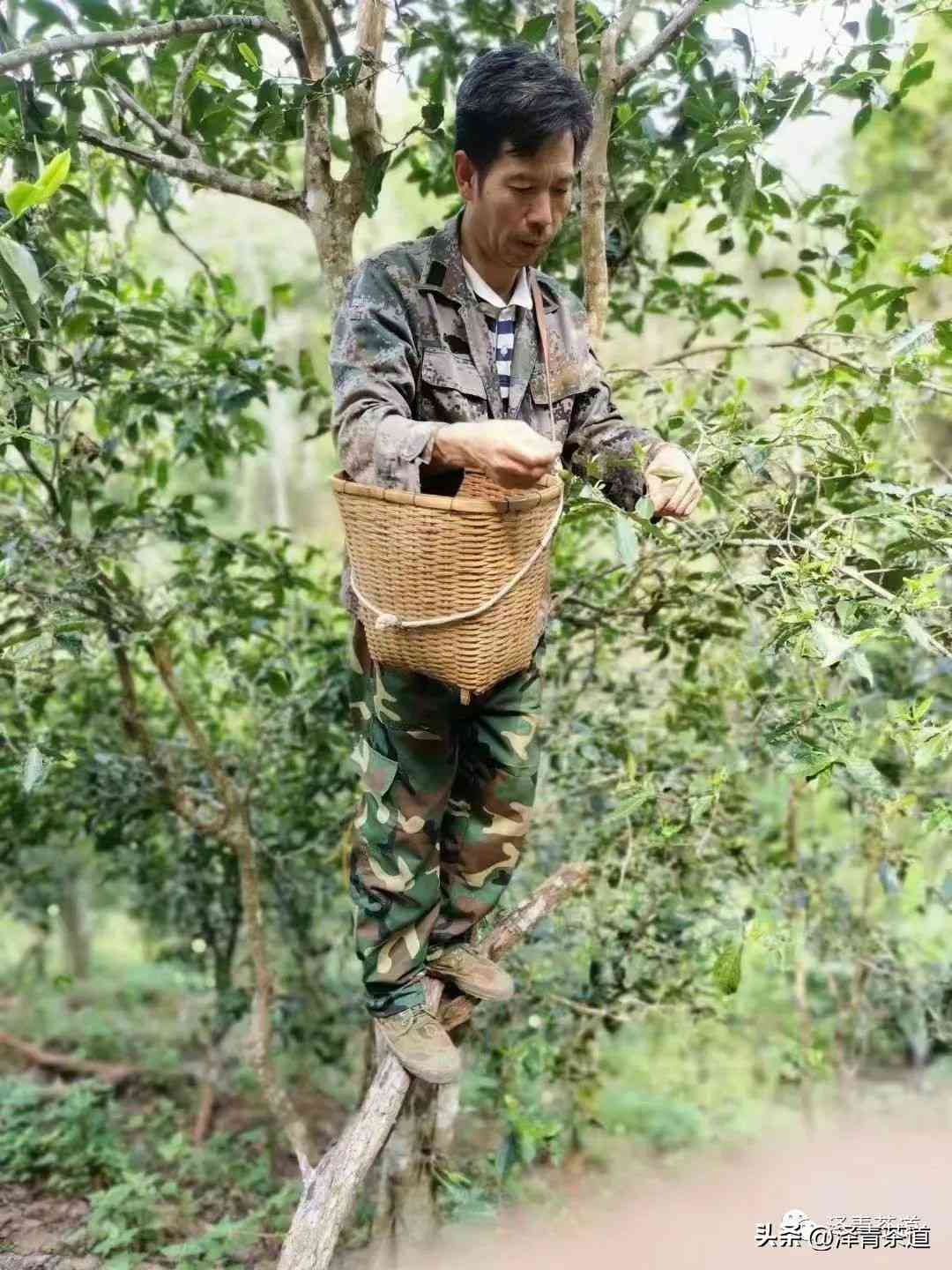 探究普洱茶中的阴阳茶： 源自传统医学的独特魅力