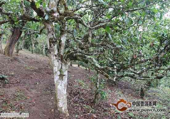 福建普洱茶的产地及其特色：探究福建茶叶的魅力所在