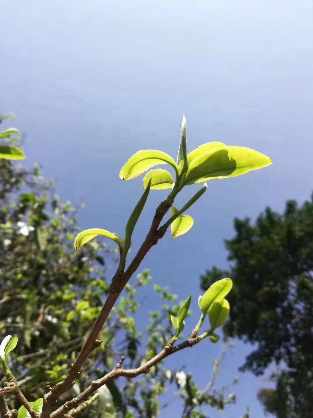 如何辨别干普洱茶的真假