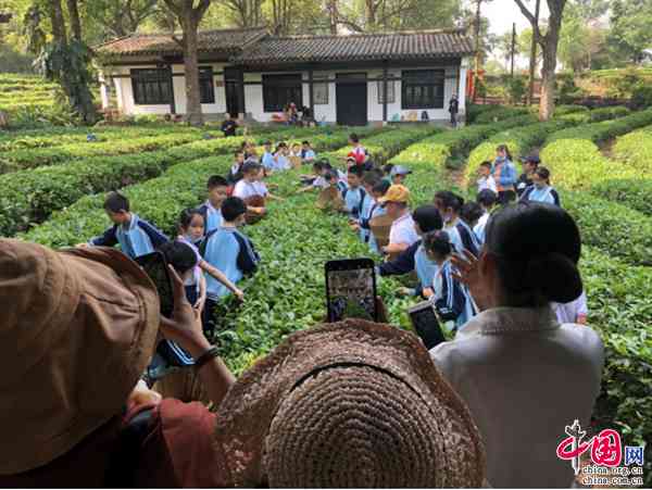 普洱茶博览苑：一场深入体验中国普洱茶文化的极指南