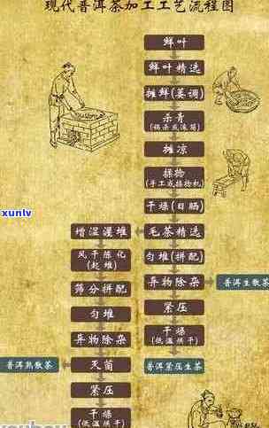 1951普洱茶：年份、种类、价格及购买指南的全面解析