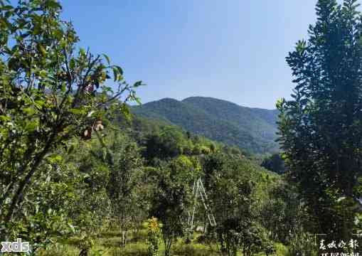 云南困鹿山：探寻普洱茶的秘境与文化