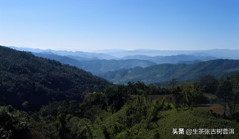 困鹿山普洱茶：地理位置、品种特点及品尝方法的全面指南