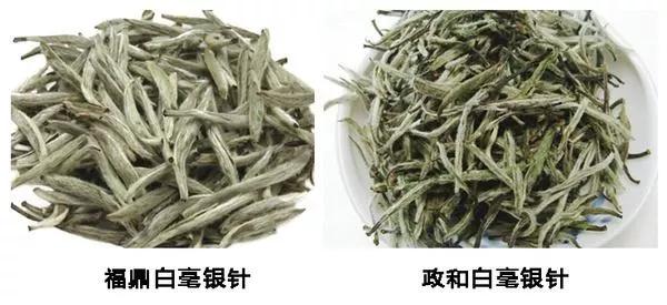 福鼎白茶仅次于普洱茶吗？为什么？