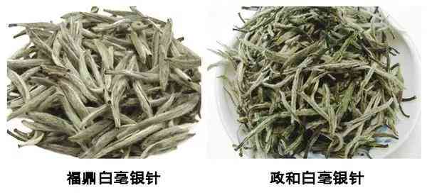 福鼎白茶是不是普洱茶：一种还是不同？