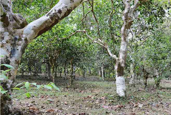 '火箭山普洱茶生产地：在哪里生产的，生产出来的？'