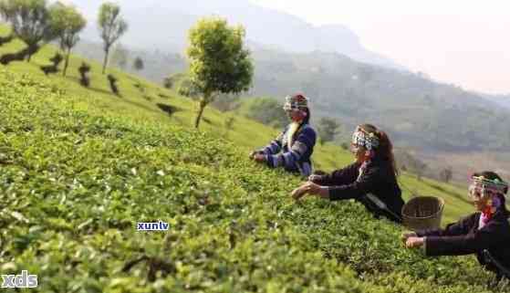 云南普洱茶产地：探索高品质茶叶的诞生之地与独特品种