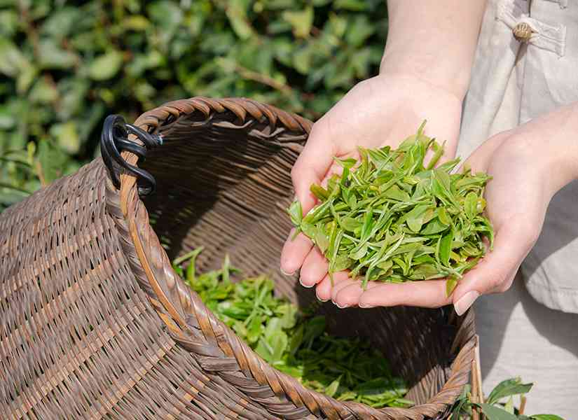 毛尖茶叶直播卖货普洱茶