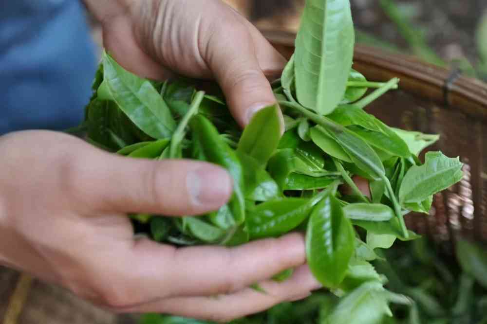 普洱茶产品分类属于哪种