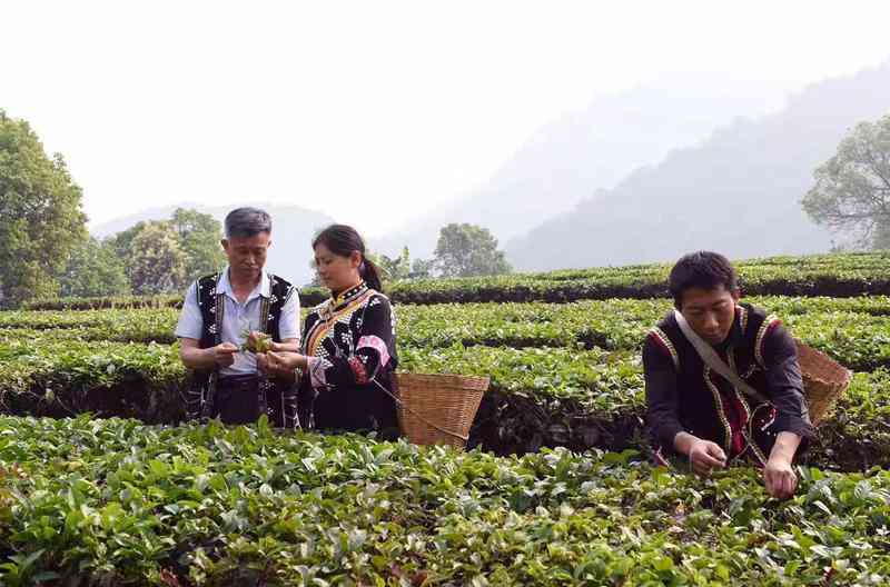 普洱茶的独特魅力与越特性：深入解析其地理、制作工艺和健益处