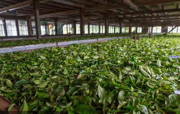 兴益茶厂普洱茶源头地址