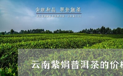 云南紫娟普洱茶价格多少