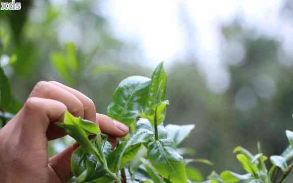 探究普洱茶采摘时间：掌握这些技巧，让你品尝到更优质的茶叶