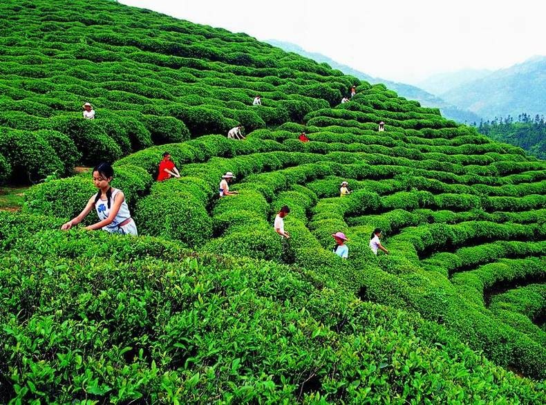 普洱饼茶：红茶还是绿茶？解答疑问探究真相