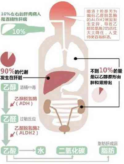 喝普洱茶：对心脏病的全面益处与风险解析