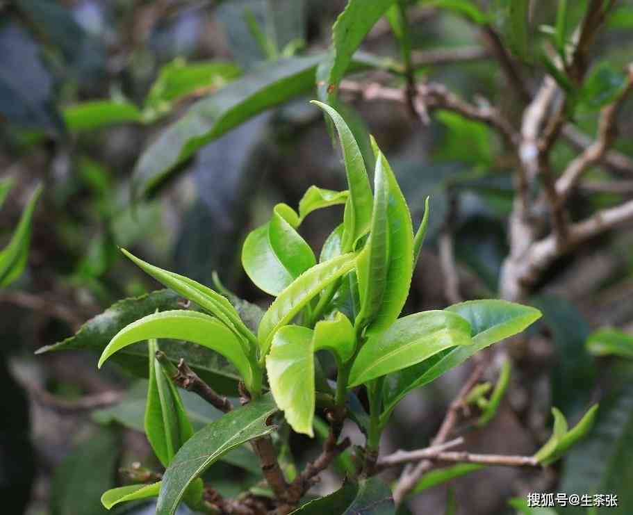 古树韵味，300年陈普洱茶的独特魅力