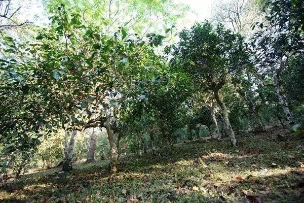 普洱茶树300年树龄价值评估：每棵、每斤、每亩及茶叶价格