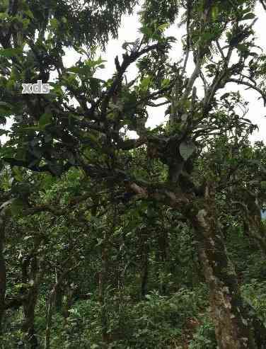 300年树龄古树普洱茶