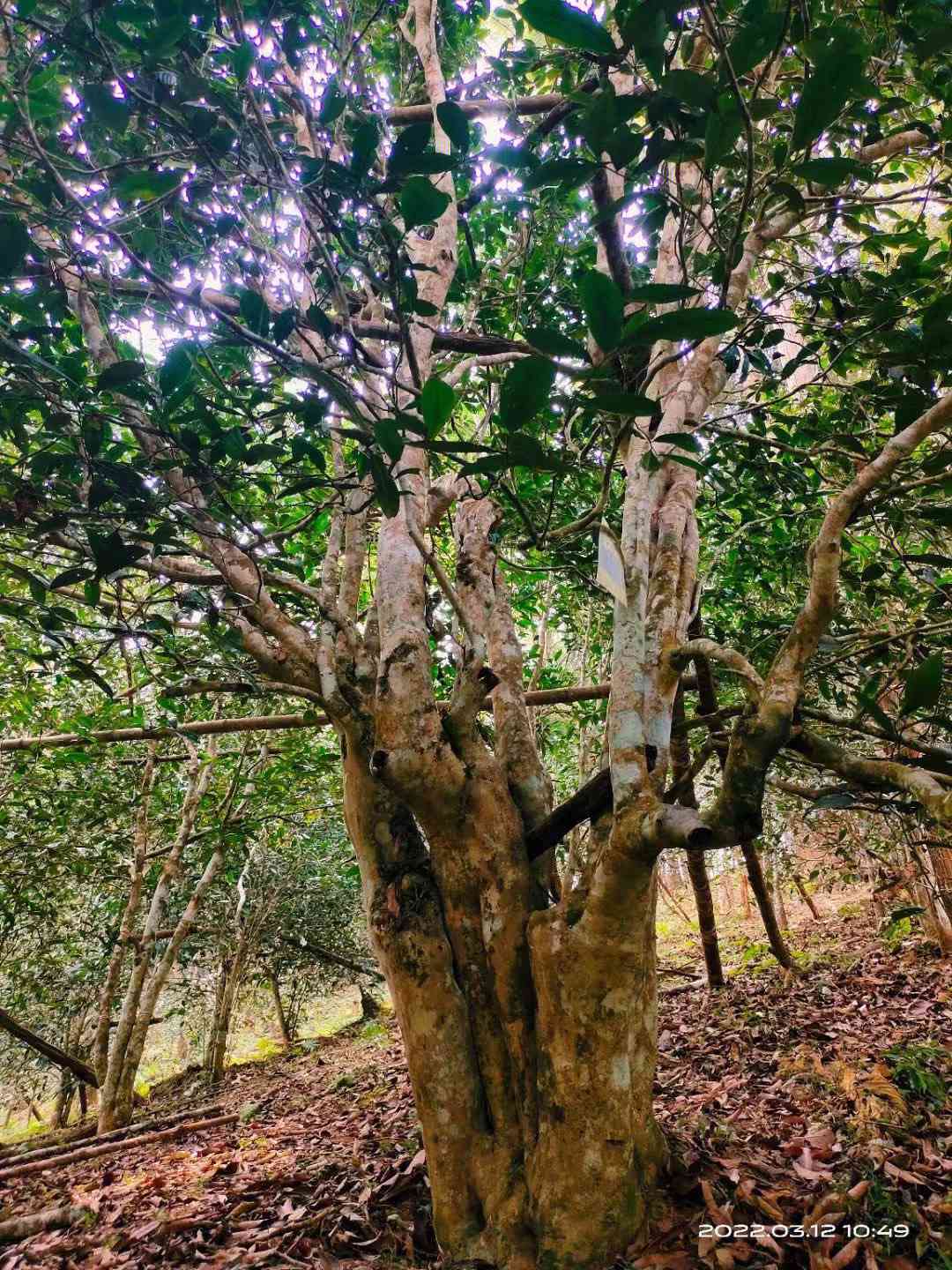 300年树龄古树普洱茶