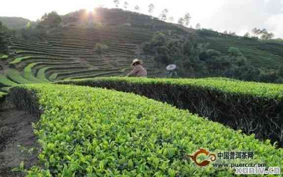 云南普洱茶之乡：探寻更优质的茶叶产地