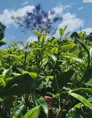 云南普洱茶之乡：探寻更优质的茶叶产地