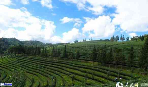 云南普洱茶之乡：探寻更优质的茶叶产地