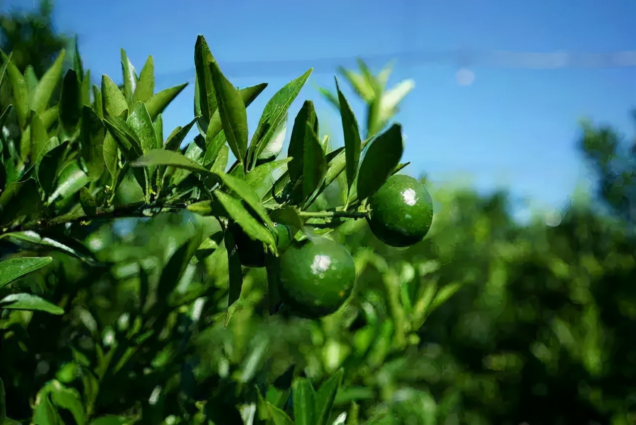 蒸普洱茶的陈皮配比：多少合适？