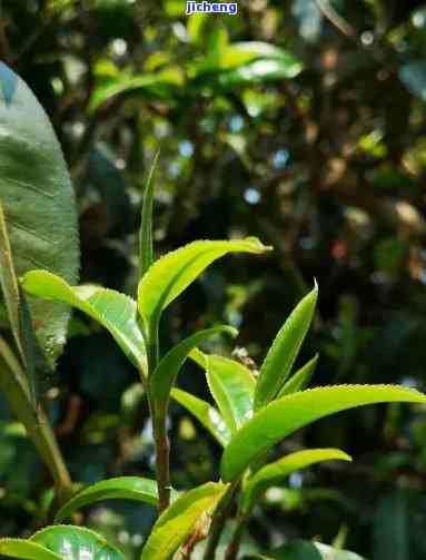 竹叶普洱茶的独特风味：品味与体验