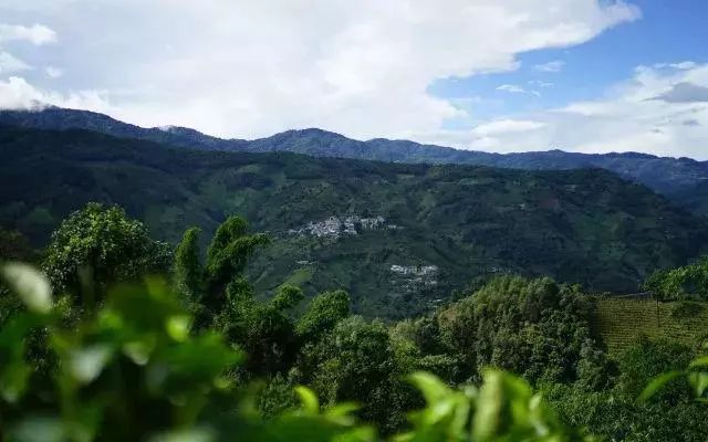 新中国普洱茶的产量统计数据、市场趋势及影响因素解析