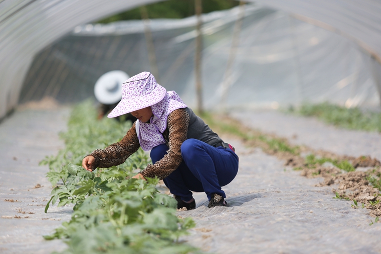 普洱茶老家是什么茶叶