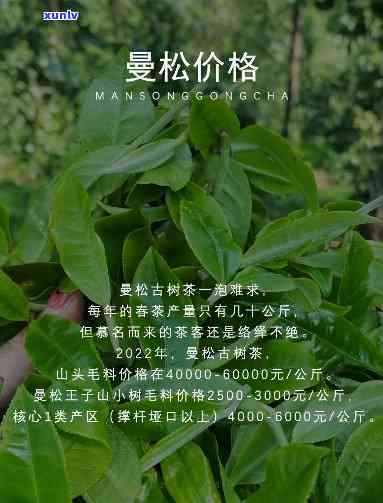 曼松贡茶是普洱茶吗？还是绿茶？请百度百科。