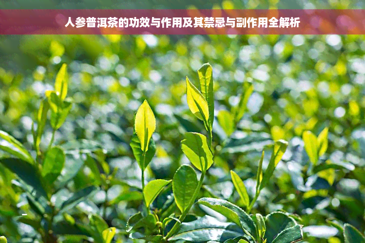 人参普洱茶的全面功效、作用与适用人群解析：为什么它成为健茶饮的新宠？